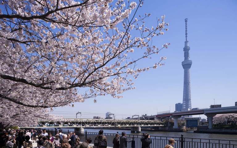 Fly to Japan with SAS Fly to Japan with SAS